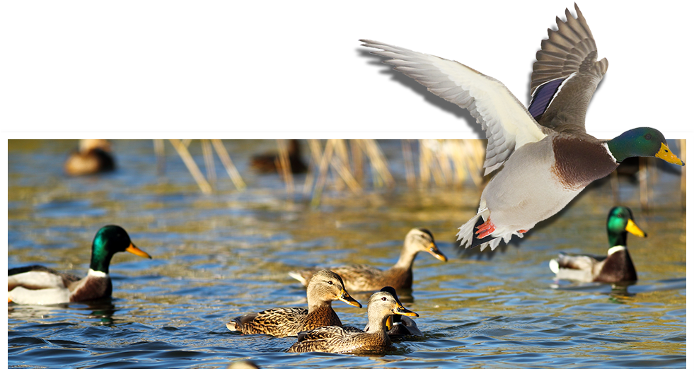 Mallard (980x543), Png Download