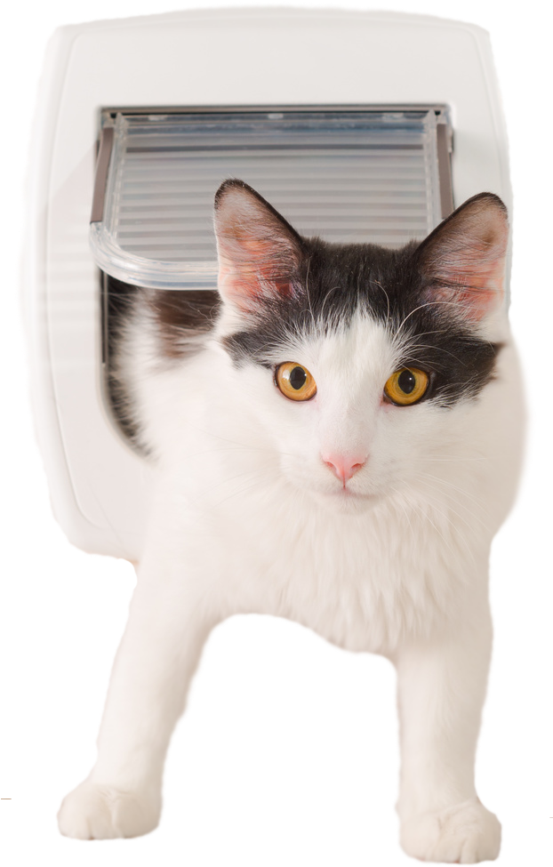 Cat For Window Expert (623x998), Png Download