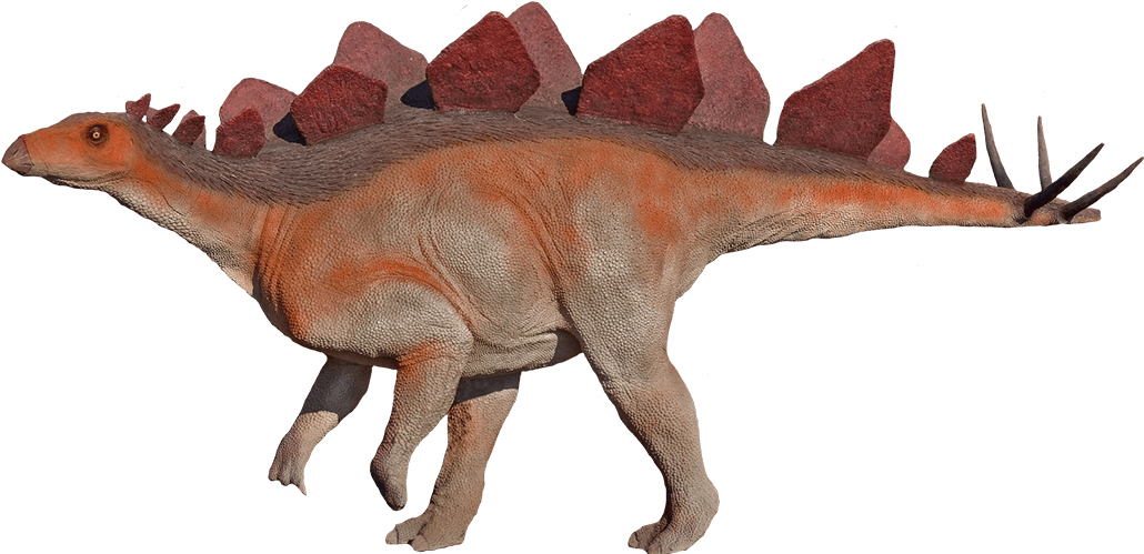 Stegosaur - Hesperosaurus (1040x498), Png Download