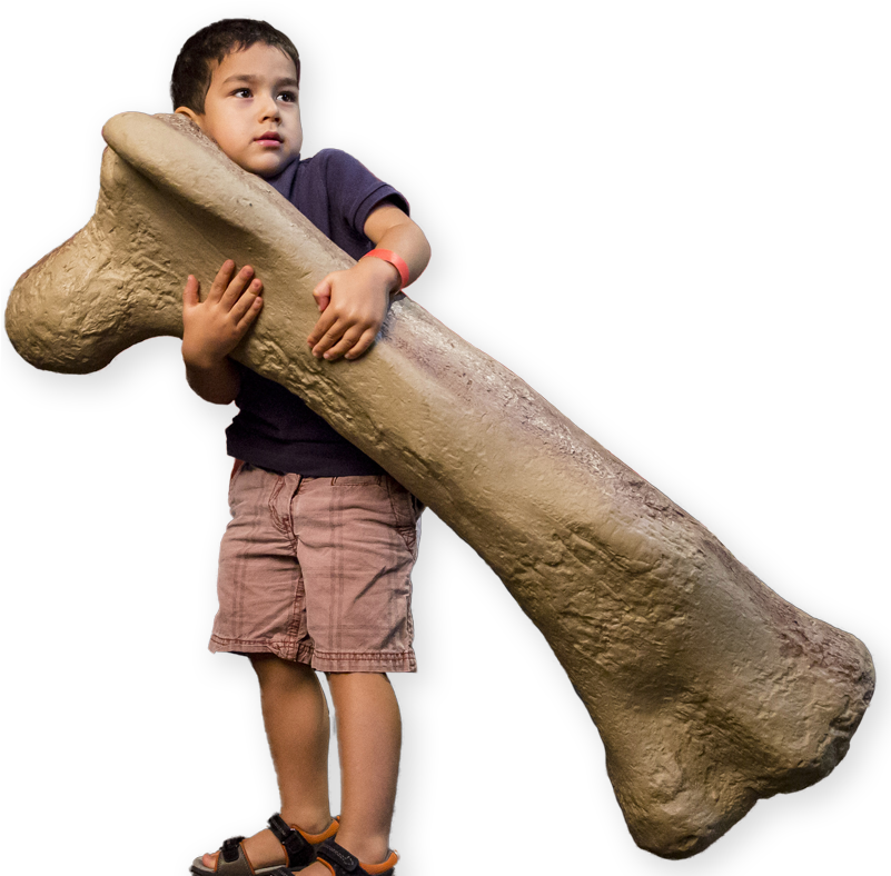 Discover The Amazing World Of Dinosaurs In This Exhibition (800x800), Png Download