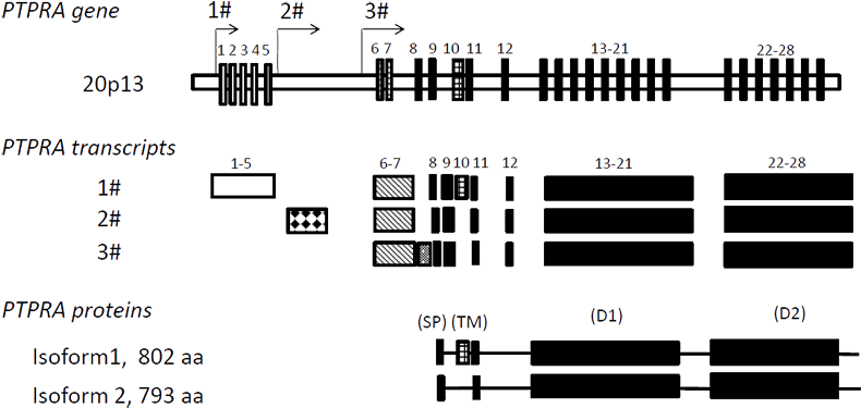 Derived Alternative Transcripts And Corresponding Protein - Diagram (803x384), Png Download