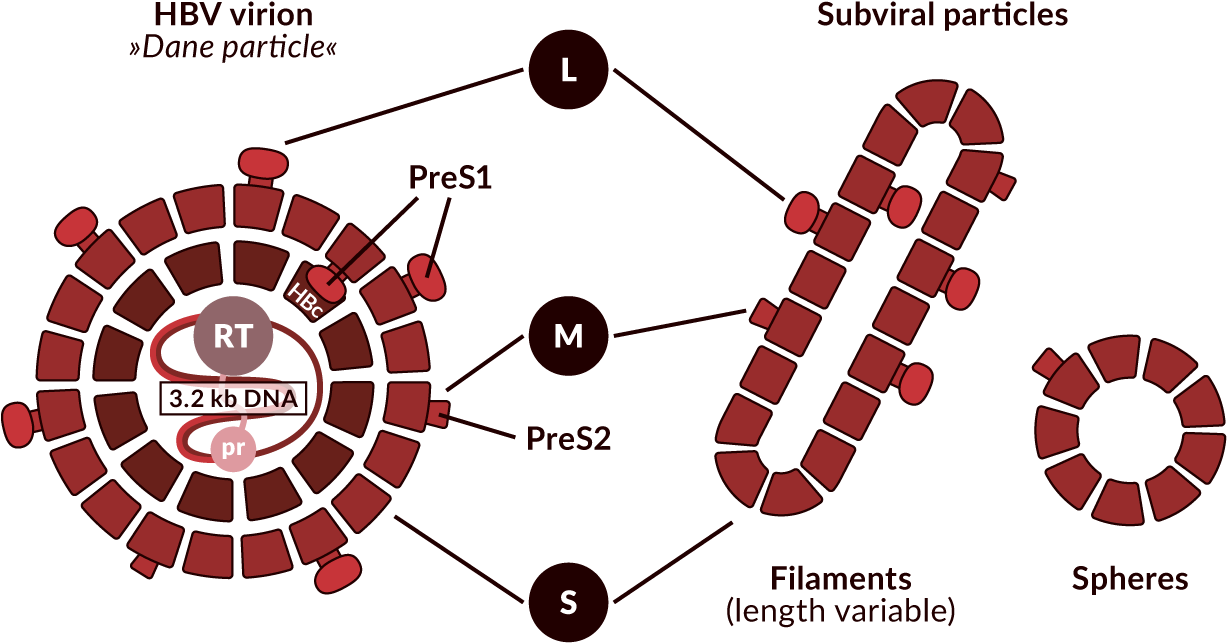 Schematic Representation Of The Hbv Virion And Non-infectious (1320x720), Png Download