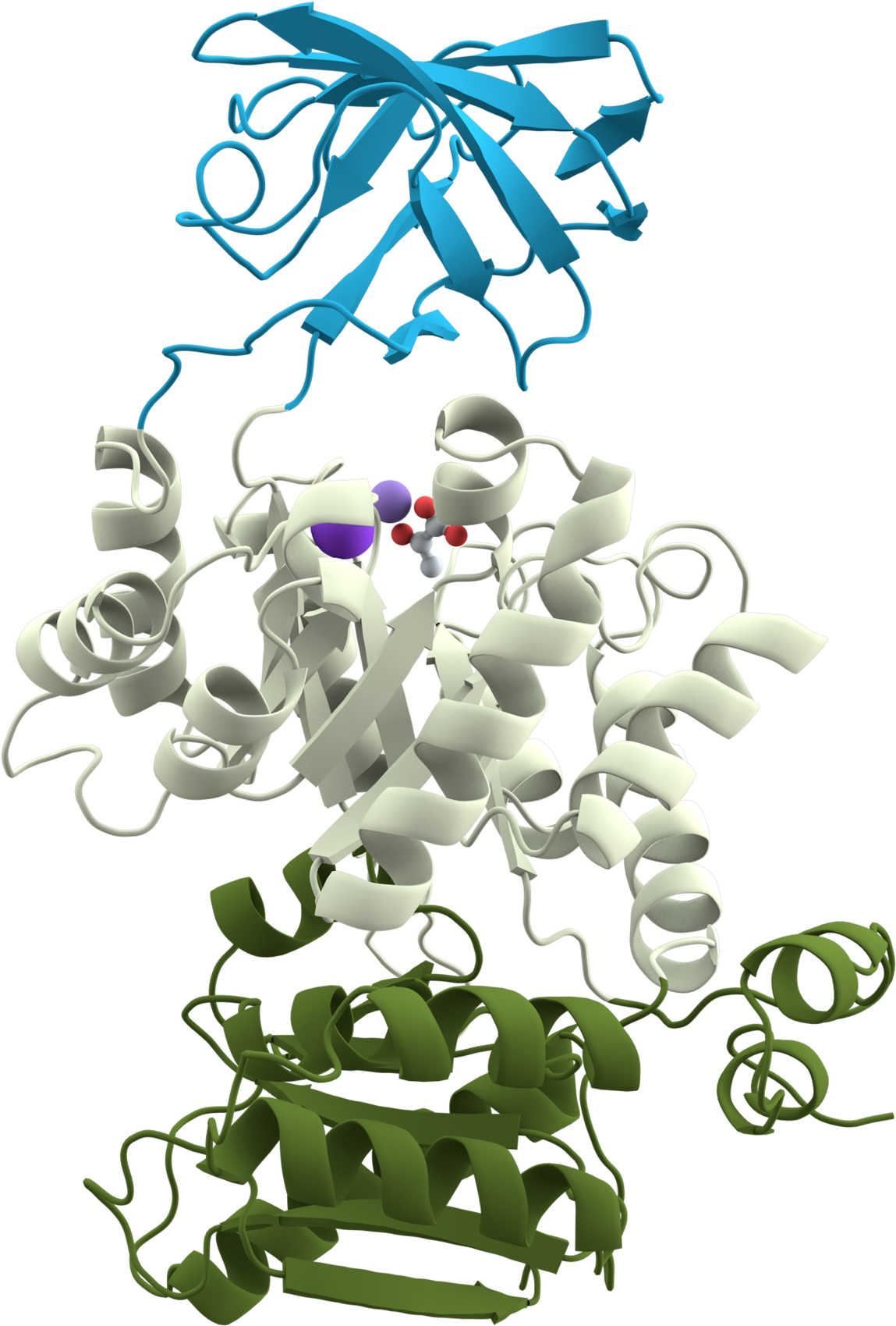 Pyruvate Kinase Domains (1200x1759), Png Download
