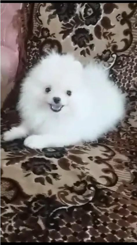 600$ Pomeranian Puppy For Sale, Puppies For Sale (840x840), Png Download