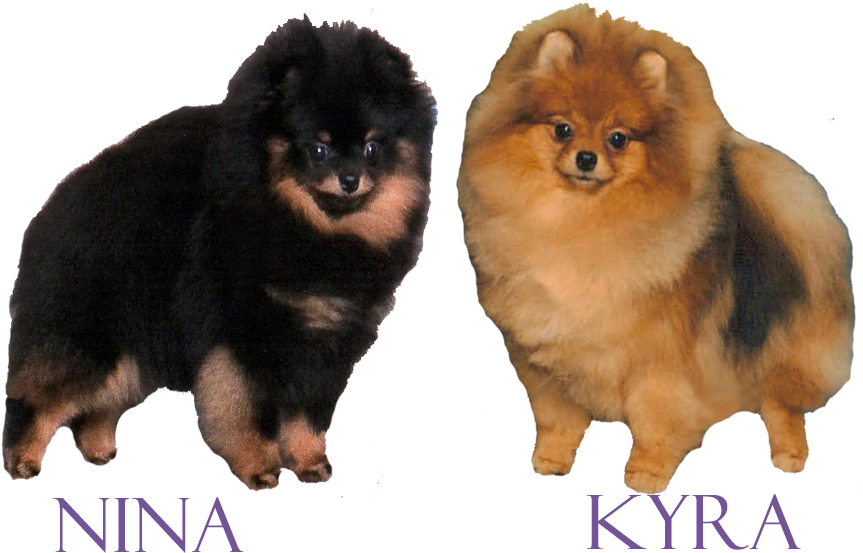 Menu - Best Party (900x650), Png Download