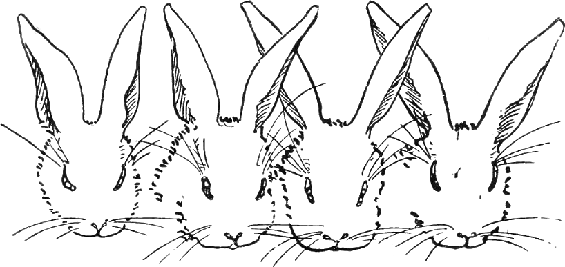 Peter Rabbit Albert 09 - Black And White Peter Rabbit (818x387), Png Download