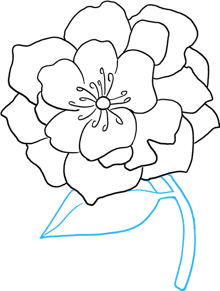 Clip Art How To Draw Peony - Drawing (680x678), Png Download