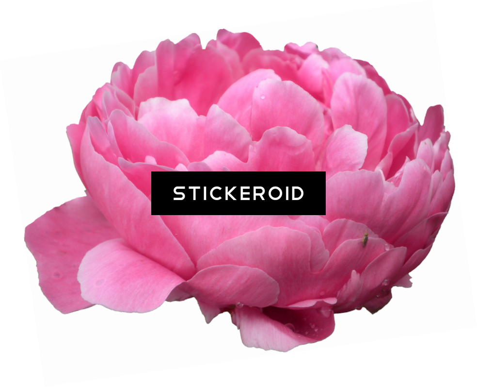 Peonies Flowers Peony - Common Peony (984x797), Png Download