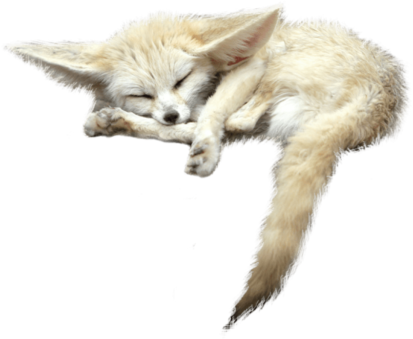 Free Png Fox S Png Images Transparent (851x723), Png Download