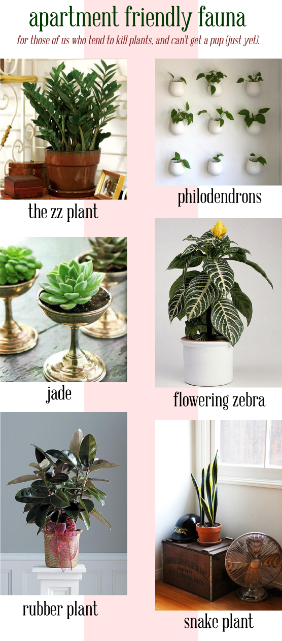 Apartment Plants, Apartment Living, Apartment Ideas, - Houseplant (556x1263), Png Download