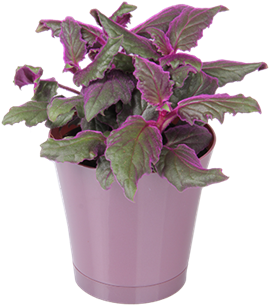 Houseplant - Flowerpot (856x411), Png Download