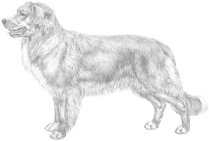 Nova Scotia Duck Tolling Retriever Ras English Summary - Nova Scotia Duck Tolling Retriever (800x800), Png Download