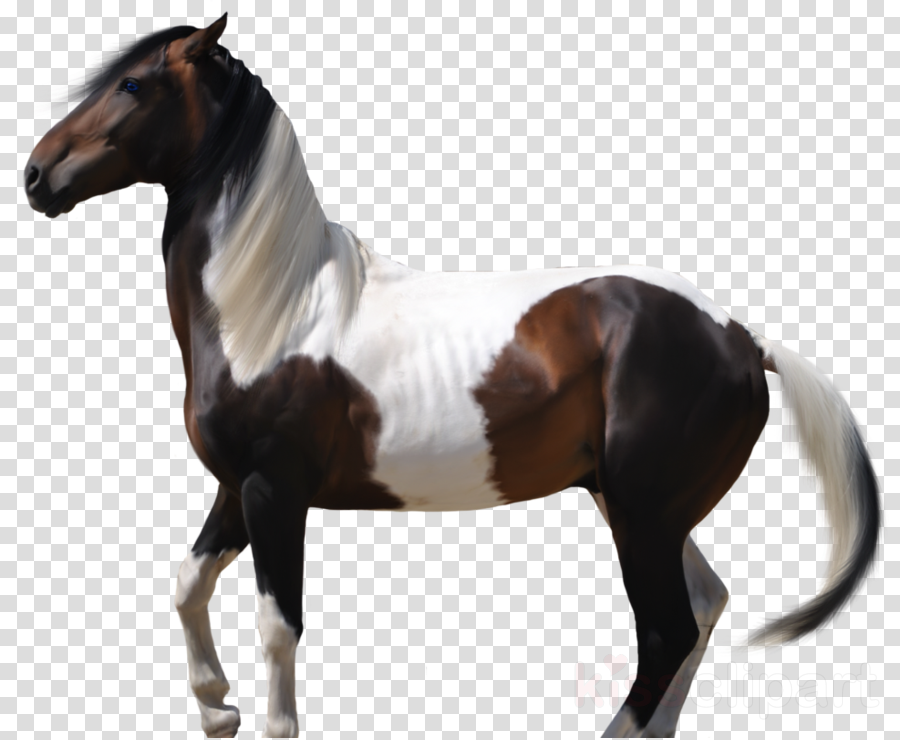 Pre Cut Horse Clipart Thoroughbred Andalusian Horse - Drawing (900x740), Png Download