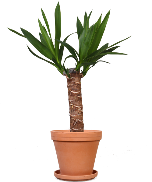 Yucca 14 Terracotta - Maya Palme (500x700), Png Download
