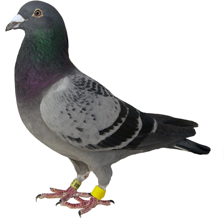 Au 2009 M Smith - Animales Nacidos En Honduras (1020x1020), Png Download