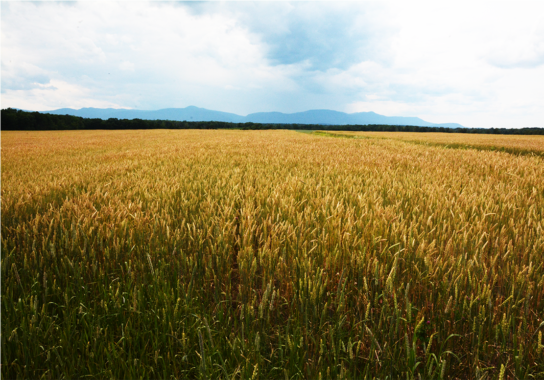 Stone House Farm Is Dedicated To Demonstrating A Viable - Field (2320x776), Png Download