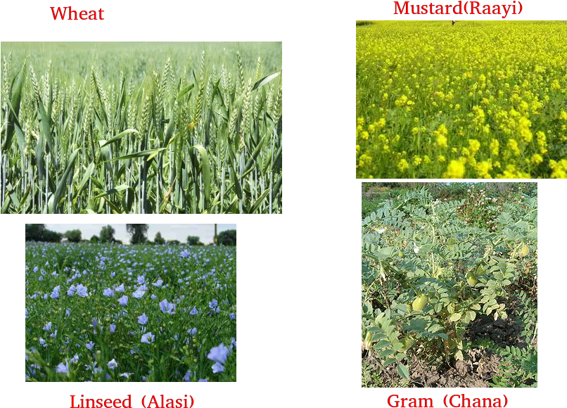 Wheat, Gram, Pea, Mustard, Linseed - Buy Cicer Arietinum Beans Vegetable Seeds 30pcs Plant (853x600), Png Download