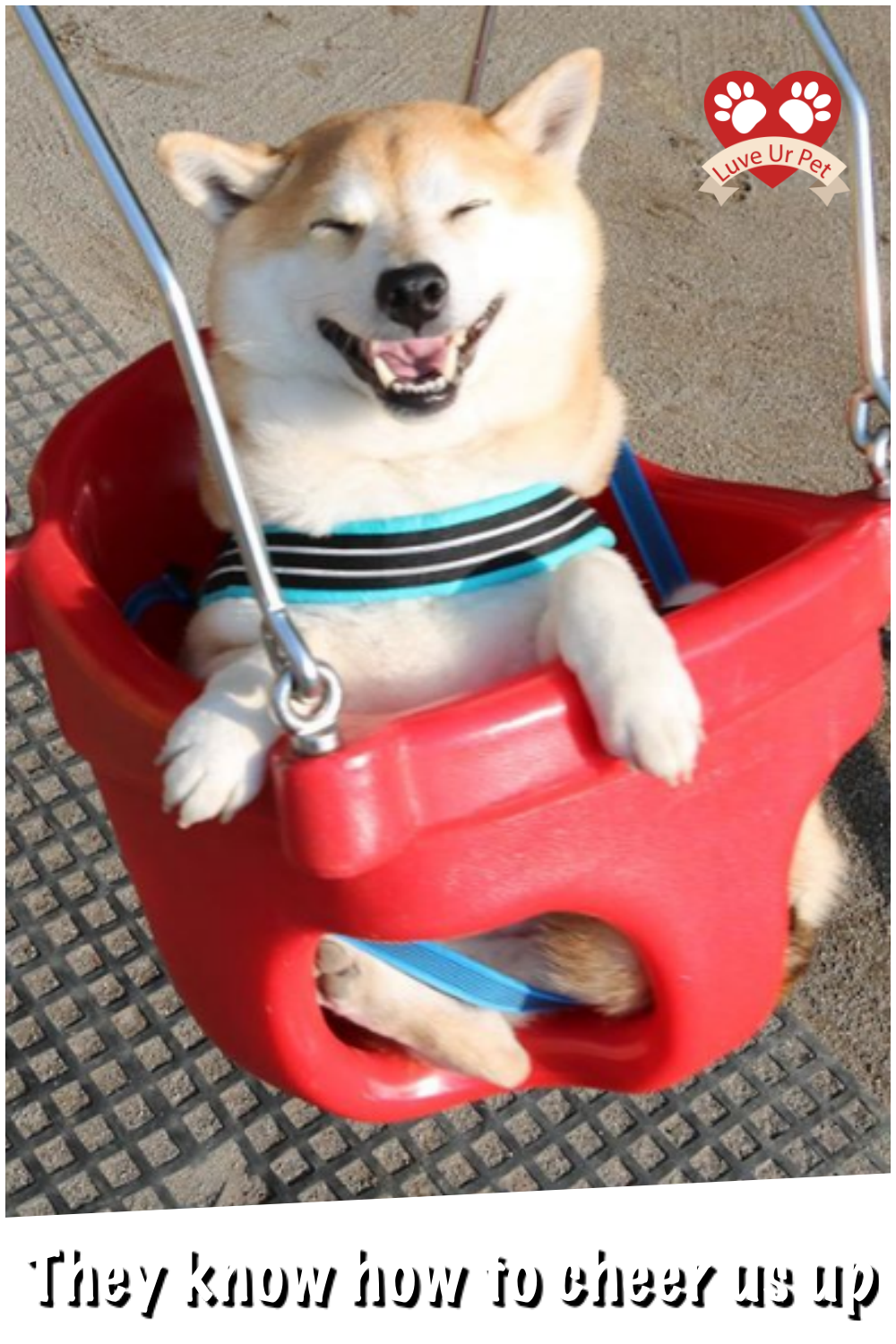 Adorable Reasons As To Why One Day Shiba Inu Dogs Might - Shiba Inu (1000x1500), Png Download