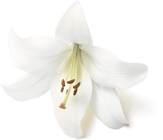 Pink Grapefruit - Tiger Lily (1040x1040), Png Download