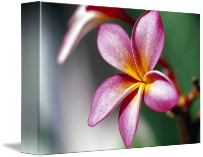 Close Up Of A Frangipani Flower By - Poster: Collection's Poster: Close-up Of A Frangipani (650x503), Png Download