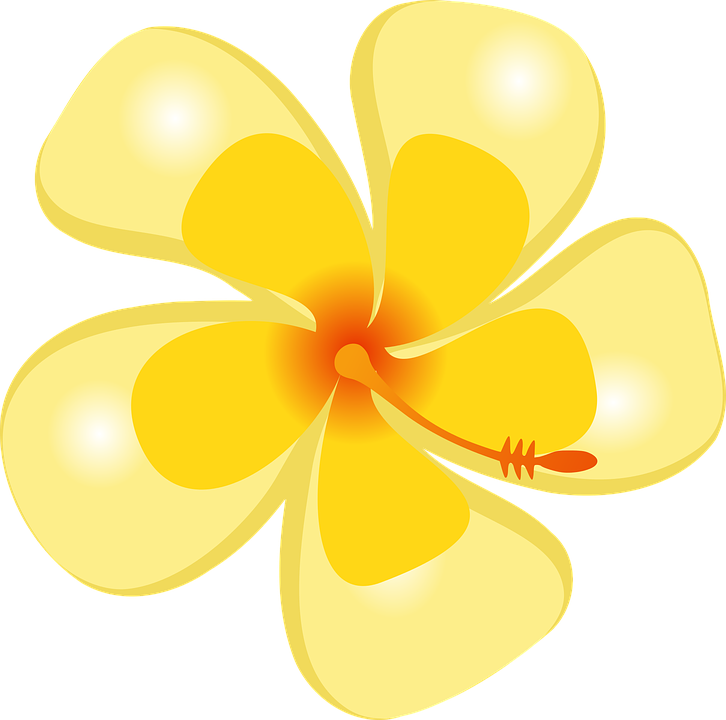 Frangipani Clipart Caribbean - Hawaii (726x720), Png Download