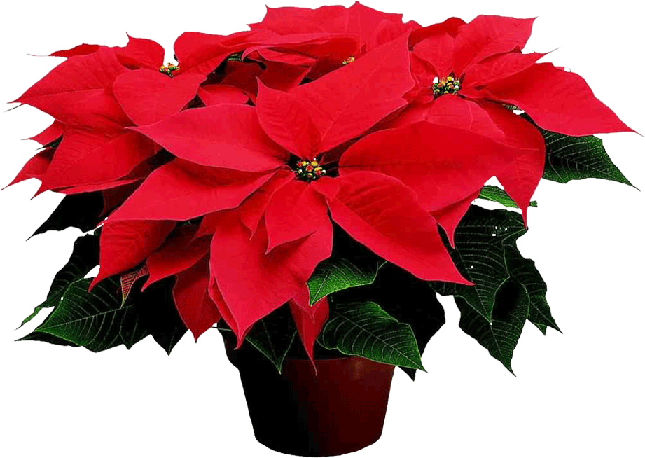 Poinsettia - Christmas Possentia (1000x1000), Png Download