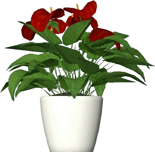 3d Flowers - Anthurium - Flowerpot (750x527), Png Download