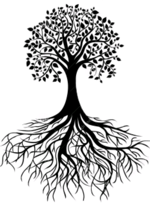 Tree With Roots Silhouette (480x648), Png Download