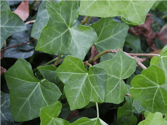 Бръшлян - Hedera Helix - Hedera Helix (560x636), Png Download