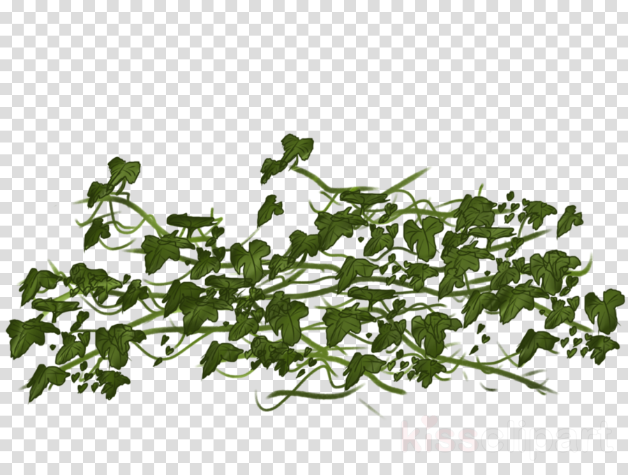 Ivy Transparent Clipart Vine Clip Art (900x680), Png Download