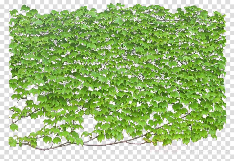 Vine Wall Png Clipart Vine Wall Clip Art - 爬山虎 卡通 (900x620), Png Download