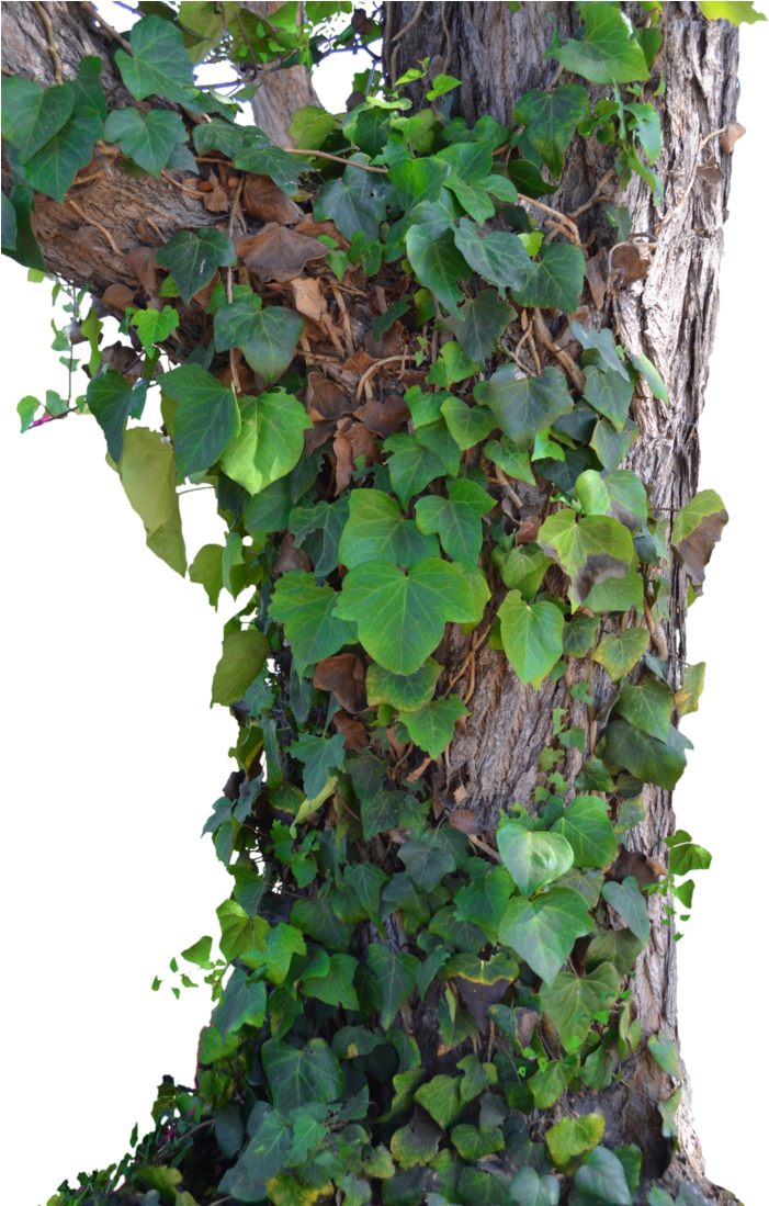 Stock Photography (727x1098), Png Download