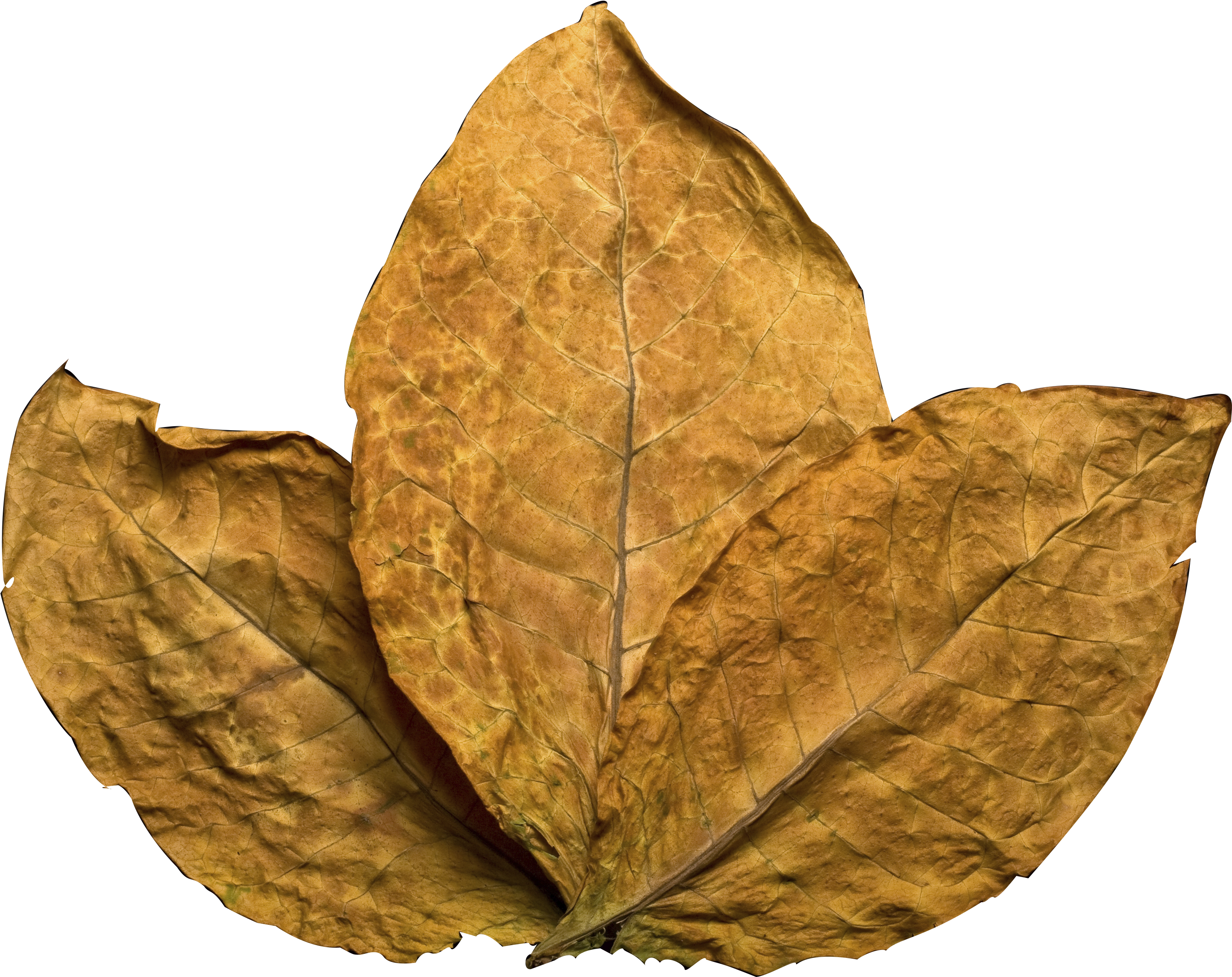 Tobacco Leaf - Tobacco Png (3256x3280), Png Download