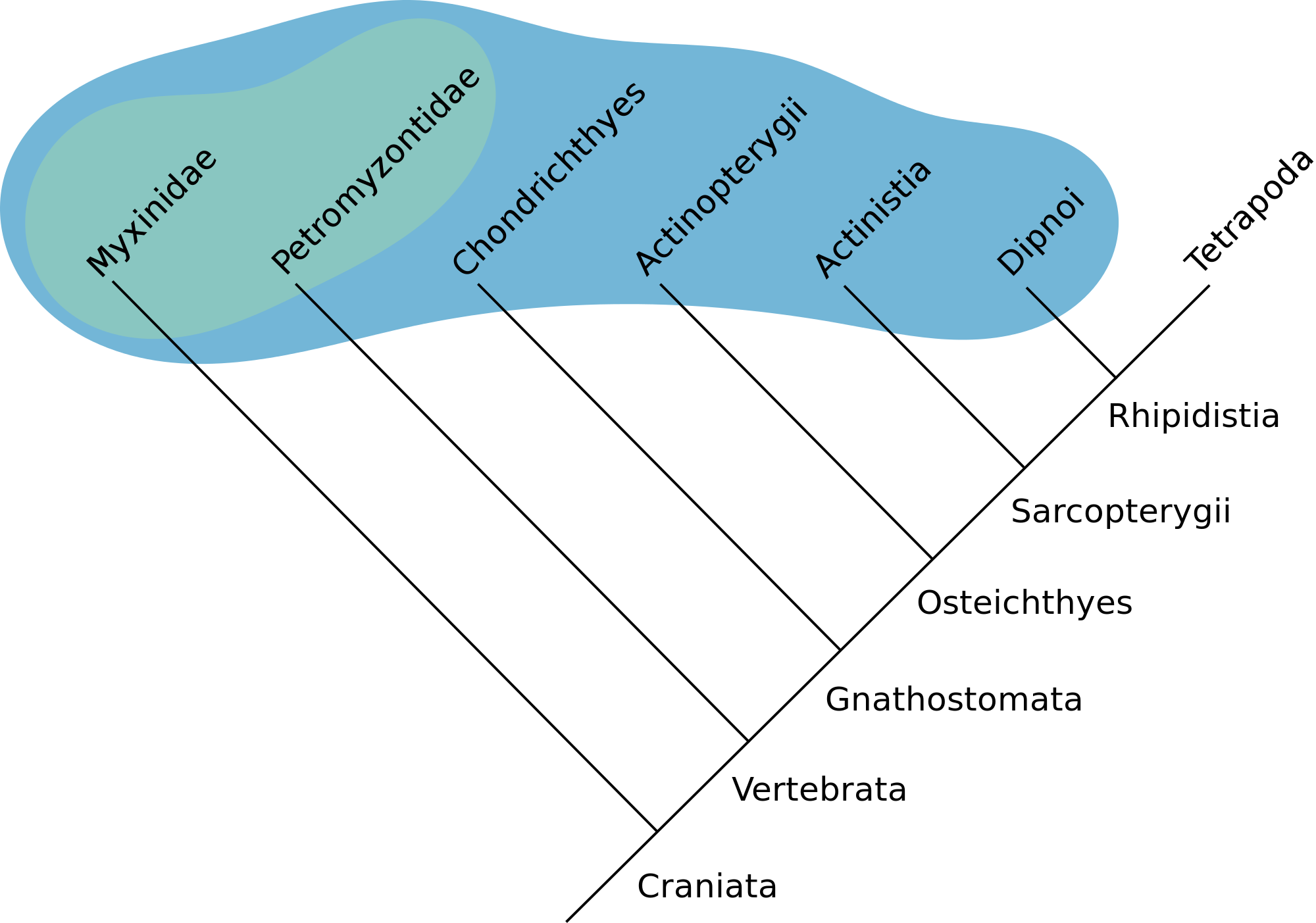 Open - Blobfish Cladogram (2000x1403), Png Download