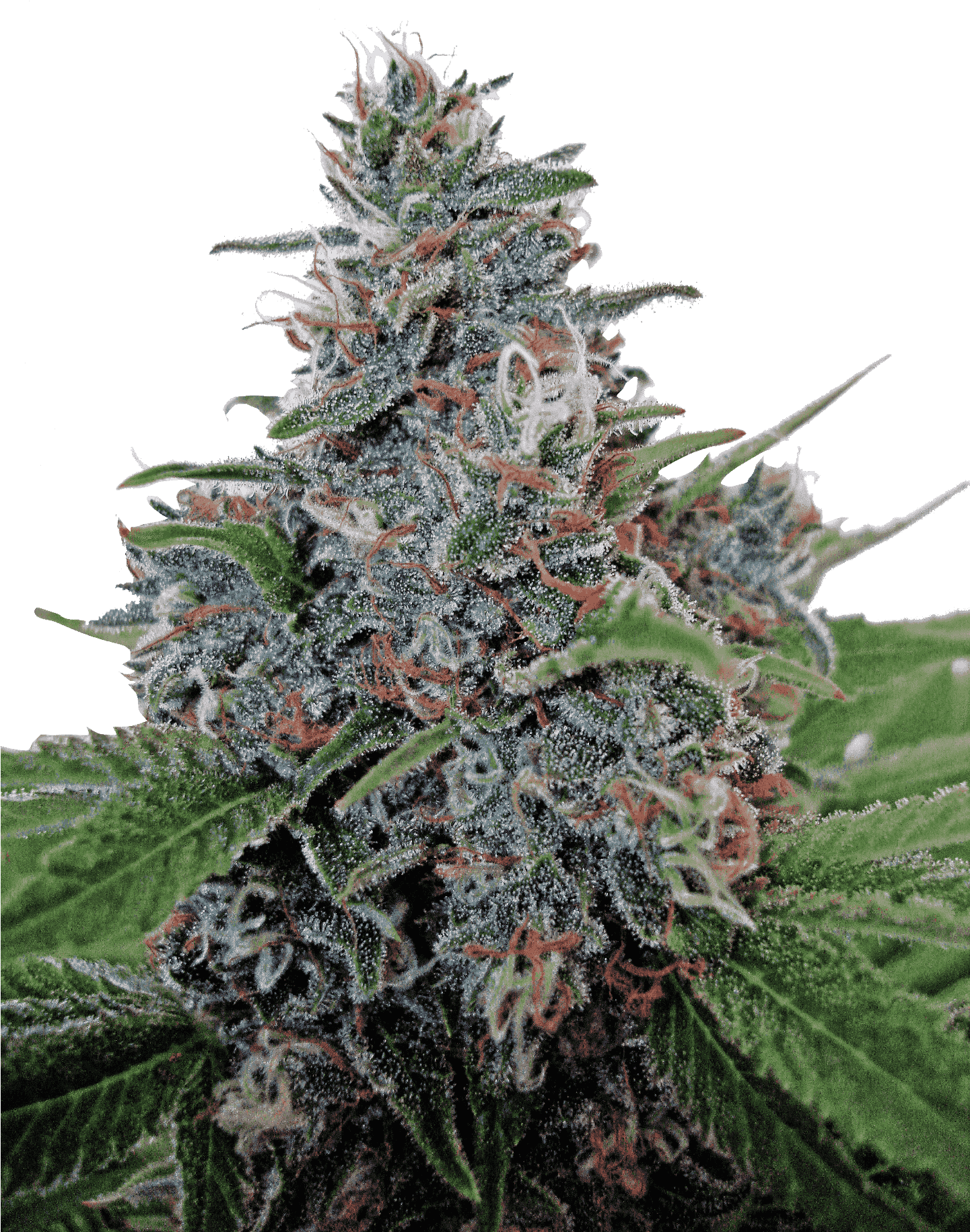 Auto Blue Amnesia Od Ministry Of Cannabis (1440x1920), Png Download