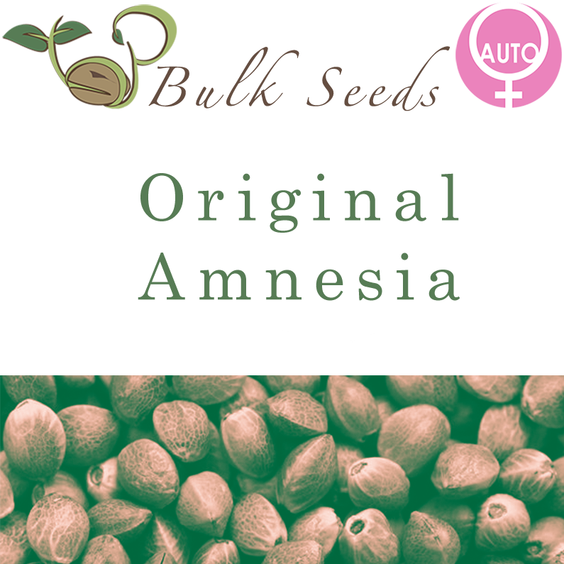 Autofiorenti - 100 Cannabis Seeds (795x795), Png Download