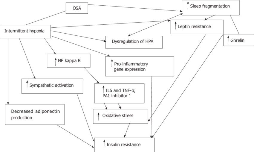 Flow Diagram Demonstrating Interplay Between Intermittent (850x511), Png Download