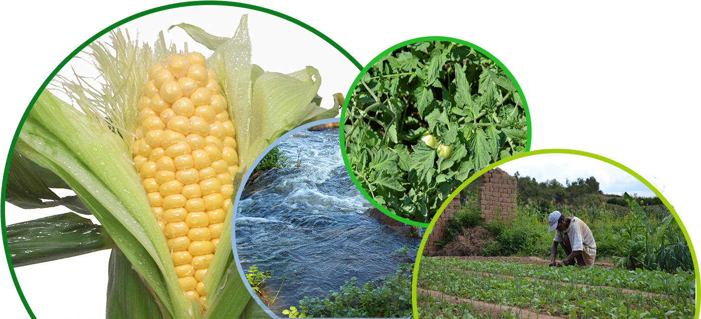 Climate Smart Agriculture For Family And Smallholder - Corn On The Cob 9 Sticker (oval) (1637x700), Png Download