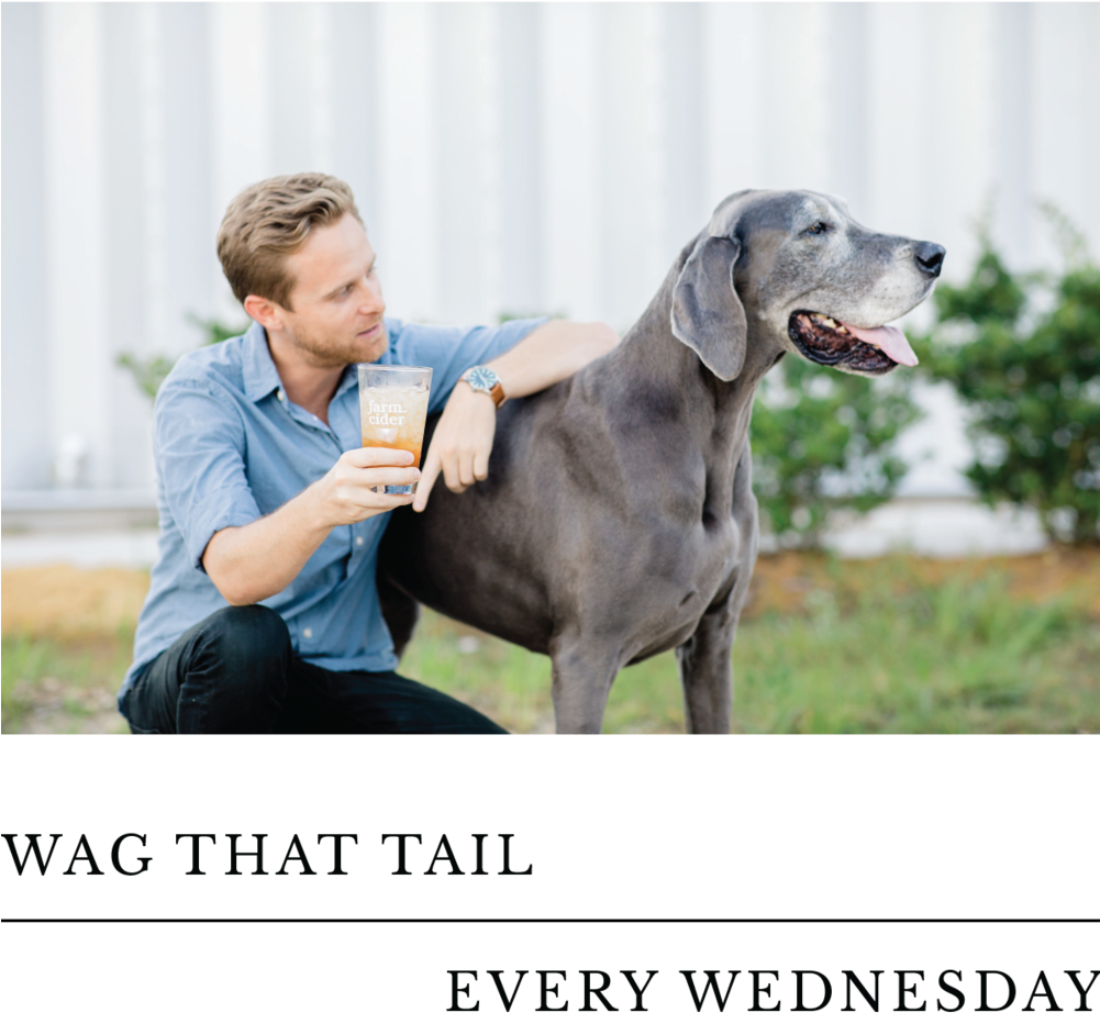 Wag-02 - Wag (1000x1001), Png Download