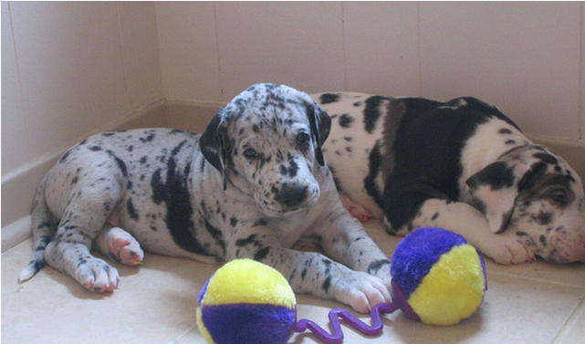 Excellent Harlequin Merlequin And Black Great Dane - Harlequin Great Dane Puppy (640x480), Png Download