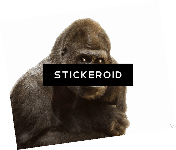 Gorilla Close Up (704x599), Png Download