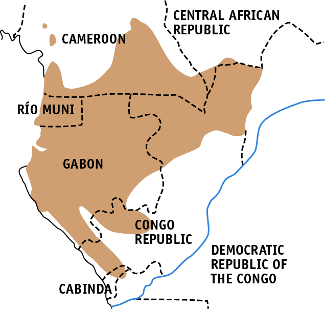 Western Lowland Gorillas Found (636x603), Png Download