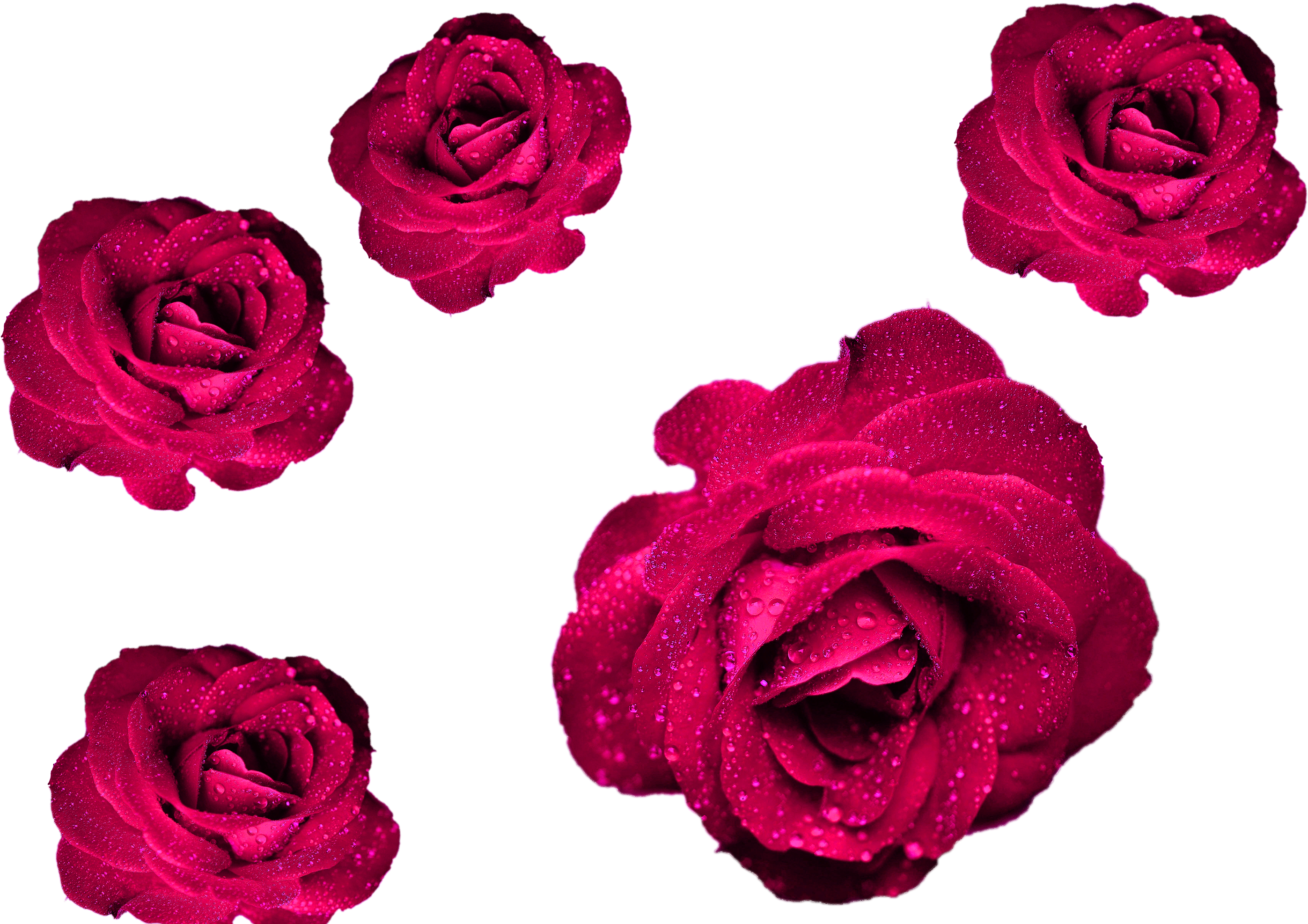 Maroon Roses Png File Roses Cool Png For Your Projects - Address Book.: Glossy And Soft Cover, Large Print, (1024x683), Png Download
