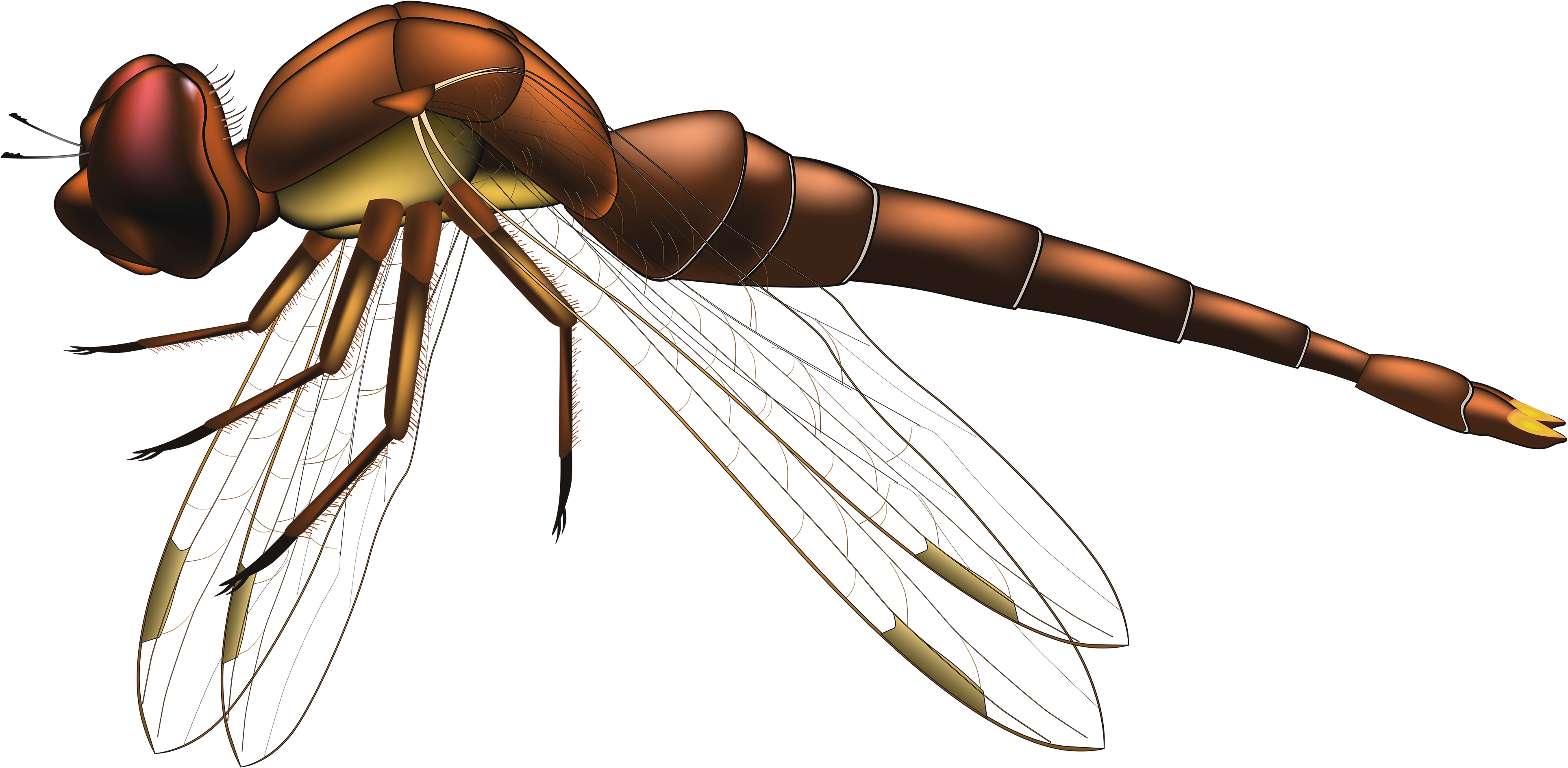 Dragonfly Brown Png Clip Art - Dragonfly Clipart Png (4000x2035), Png Download