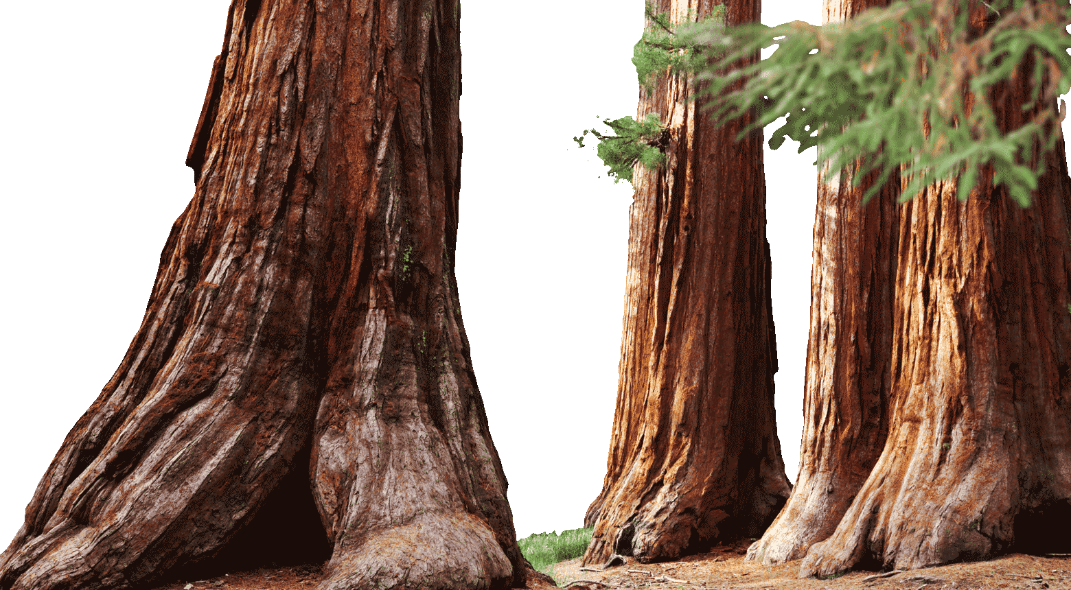 1998 - Mariposa Grove (1560x860), Png Download