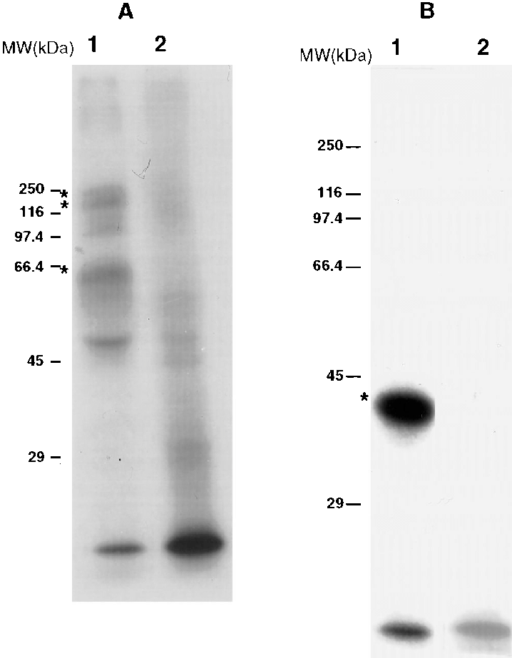 B Trypomastigote Forms From Cell Cultures - Monochrome (718x923), Png Download