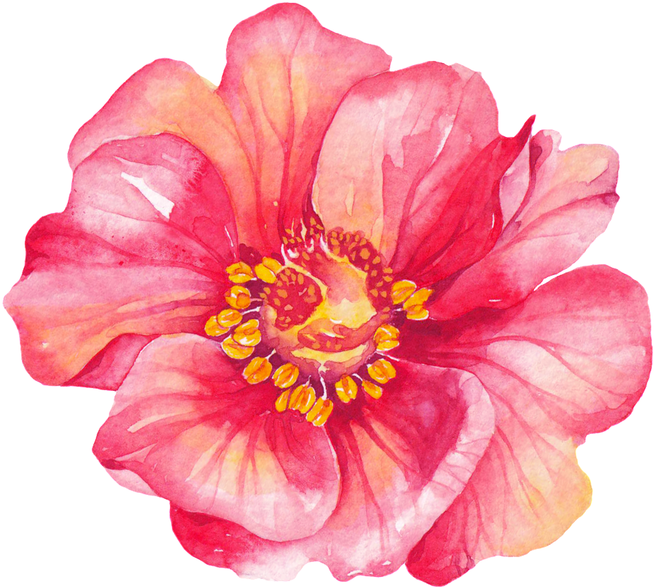 Red Petals Cartoon Transparent - Hibiscus Bienvenue (1024x931), Png Download