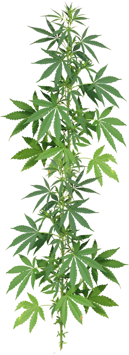 It's Easy To Get Involved Check Out The Faq Section - Planta De Cannabis Png (416x1182), Png Download