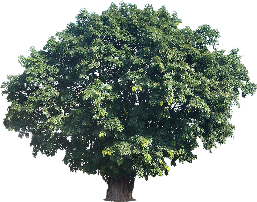 Tropical Trees Png Large Tree Actual Height 15tropical (850x673), Png Download