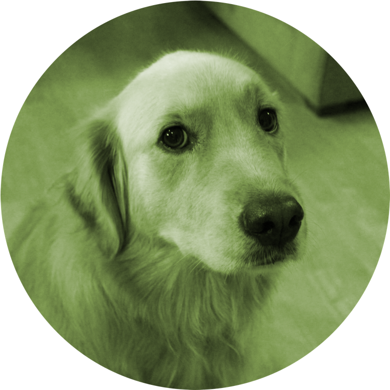 Tfw Is A Mini Personal Essay Series I'm Try To Do On - Thinking Of You Dogs (800x760), Png Download